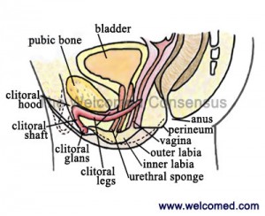 Internal Female Anatomy with the Clitoris, Cross Section View