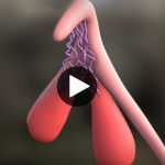 3D Clitoris Model Exposes Pleasurable Female Anatomy