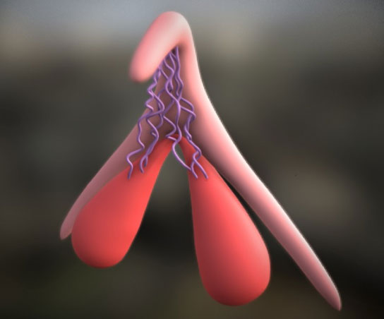 3D Clitoris Model Exposes Pleasurable Female Anatomy