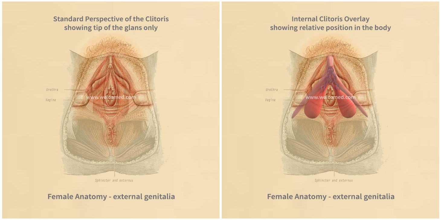 3D Model of the Clitoris with external genitalia