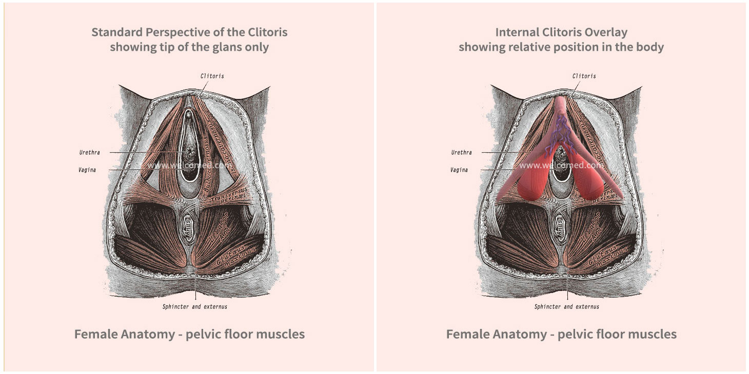 3D Model of the Clitoris with pelvic floor muscles